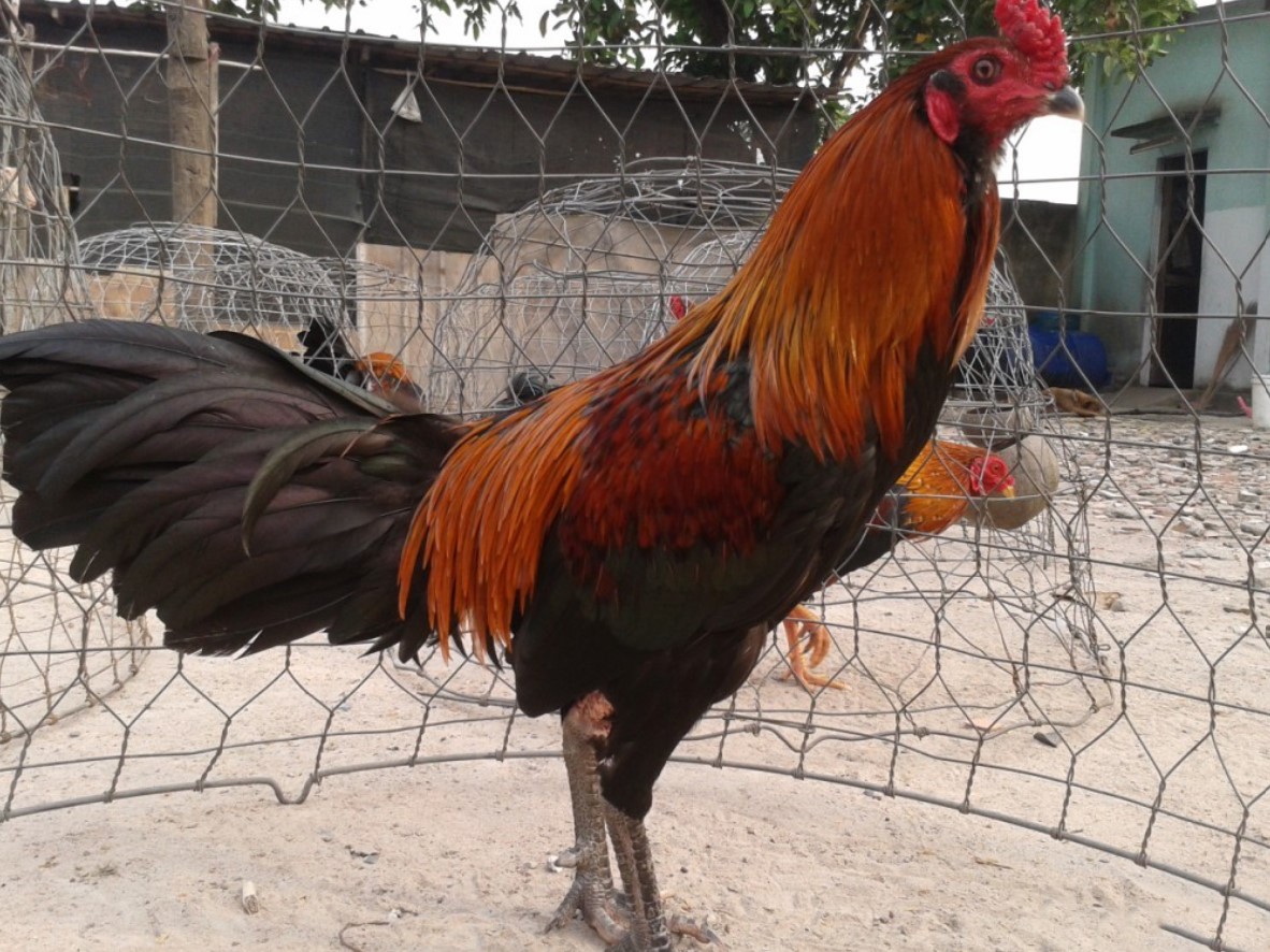 Yếu tố môi trường ảnh hưởng đến đúc gà chọi