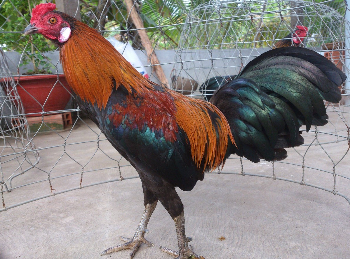 Các cách đúc gà chọi nhiều trống mà sư kê nên áp dụng