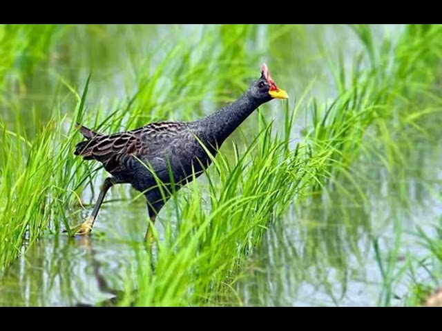 Tìm hiểu về Gà nước Cúm núm – Cách nuôi dưỡng và chăm sóc Cúm núm - YouTube