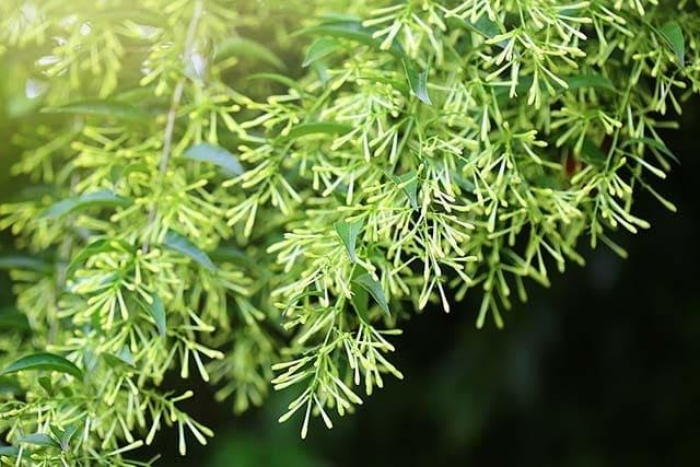 Hoa dạ lý hương: Nguồn gốc và ý nghĩa loài hoa bí ẩn