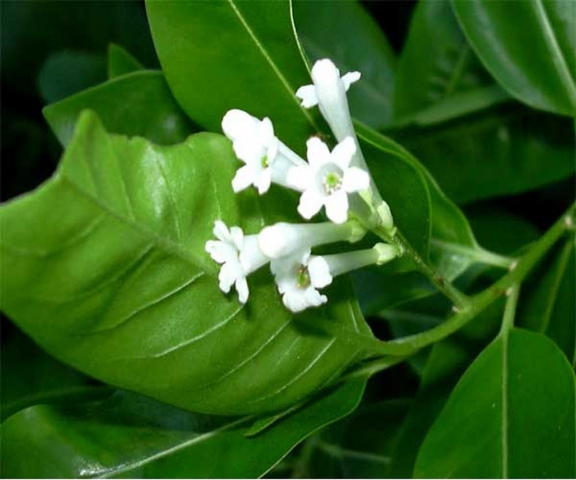 Hoa dạ lý hương: Nguồn gốc và ý nghĩa loài hoa bí ẩn