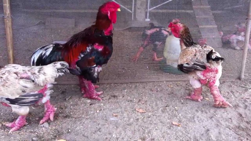 Kỹ thuật nuôi gà Đông Tảo thịt siêu lợi nhuận